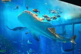 沖縄美ら海水族館
