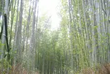 嵯峨野 竹林の道