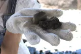 どきどき恐竜発掘ランド