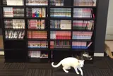 猫カフェ 猫の王様 川口店