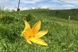 車山高原のニッコウキスゲ