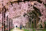 京都 なからぎの道