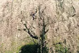 退蔵院