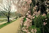 半木の道