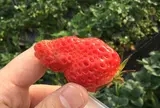 六いちご園