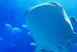 沖縄美ら海水族館