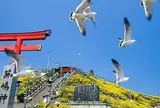 蕪島ウミネコ繁殖地
