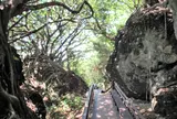 山猪溝原始森林歩道