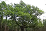 パーヴォラの木 - Paavola Oak Tree