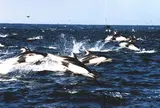 銚子海洋研究所