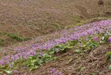 曲川木の根坂