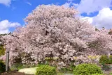狩宿の下馬桜