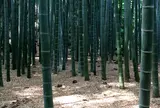 報国寺（竹寺）