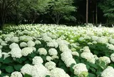 6月　相模原北公園　アナベル
