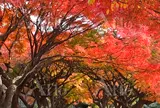 12月　小石川植物園