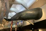 キラメッセ室戸 鯨館