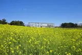 3月　葛西臨海公園　菜花