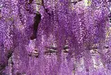 4月　国領神社　藤