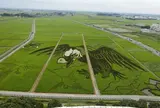 8月　古代蓮の里