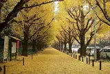 明治神宮外苑いちょう並木
