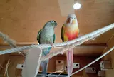 深谷花鳥カフェ