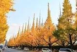明治神宮外苑銀杏並木
