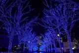 代々木公園ケヤキ並木 青の洞窟 SHIBUYA