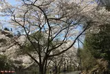 ささやまの森公園