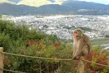 嵐山モンキーパークいわたやま