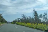 房総フラワーライン