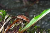 恐山への道々(生き物編)