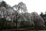 じゅんさい池公園