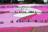 羊山公園 芝桜の丘