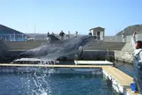 室戸ドルフィンセンター