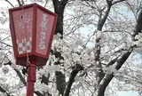 桜を見るなら「墨俣桜まつり」へ