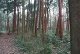 千葉県立船橋県民の森