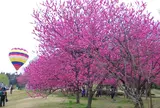 笛吹市役所 花鳥の里スポーツ広場