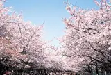 上野恩賜公園