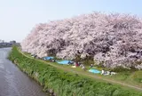 元荒川堤