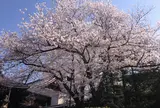 大谷本廟