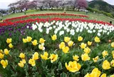 県立秦野戸川公園