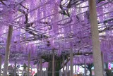 大歳神社　千年藤