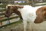 清里ポニー牧場