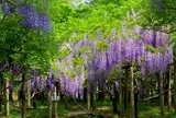 春日大社 萬葉植物園