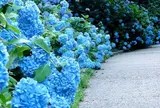 神戸市立 森林植物園