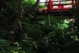 ホテル椿山荘東京　ほたるの夕べ