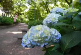 紫陽花の名所