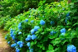 安富あじさいの里・あじさい公園