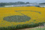 明野のひまわり畑