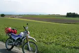 北海道といえば美瑛でしょ